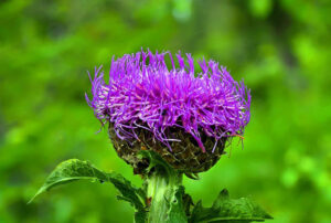 Levzeya saflorovidny or maral root (Rhaponticum carthamoides) wild Medicinal plant flowers, active additives from vegetable raw materials. It is also called Siberian ginseng or a plant of athletes and lovers for its healing power.